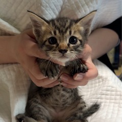 生後1ヶ月♡キジちゃん4兄妹♡子猫
