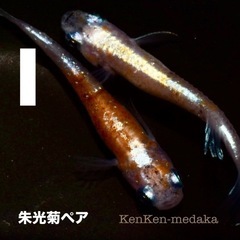 メダカ I朱光菊（しゅこうぎく）1ペア➕卵10個