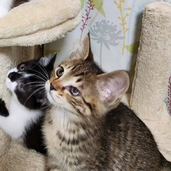 9/21石巻で里親探し会ですm(__)m　「りんちゃん♀」 - 猫
