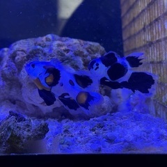 カクレクマノミ