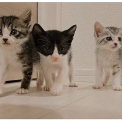 スーパーキュート3匹♡生後1ヶ月♡子猫 - 猫