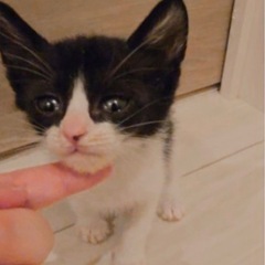 スーパーキュート3匹♡生後1ヶ月♡子猫 − 東京都