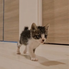 スーパーキュート3匹♡生後1ヶ月♡子猫 - 里親募集