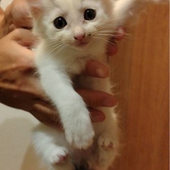 可愛すぎ子猫たち♡生後2ヶ月