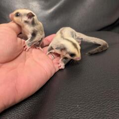 フクロモモンガ プラチナ ベビー