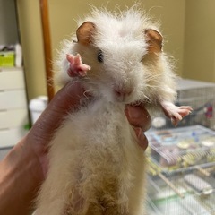 テディ　モルモット