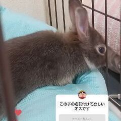 3歳うさぎ