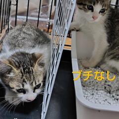 珍しい？キジ白2匹兄弟 生後3ヶ月くらい