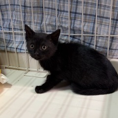 生後2ヶ月♡黒猫ちゃん2匹♡可愛い子猫