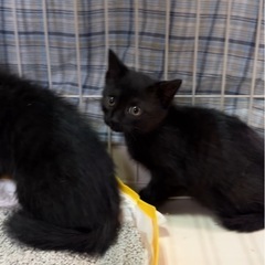 生後2ヶ月♡黒猫ちゃん2匹♡可愛い子猫 - 大田区
