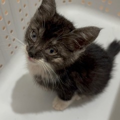 2ヶ月のねこちゃん里親募集♡