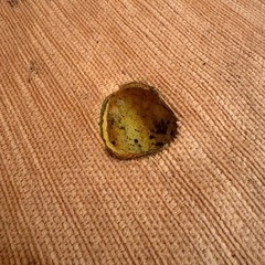 ソファの焦げ跡を補修してくれる方を探しています（裁縫できる…