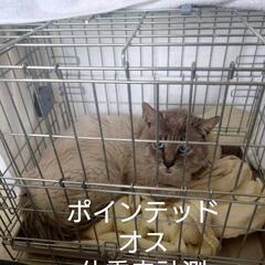 ポインテッド　オス　8歳ほど　猫白血病ウイルス陰性　猫免疫不全ウイルス陽性 - 猫