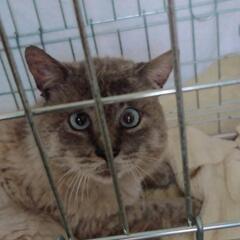 ポインテッド　オス　8歳ほど　猫白血病ウイルス陰性　猫免疫不全ウイルス陽性 - 伊勢市