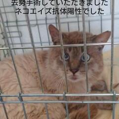 ポインテッド　オス　8歳ほど　猫白血病ウイルス陰性　猫免疫…