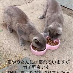 ブルーソリッド　オス　その1 − 三重県