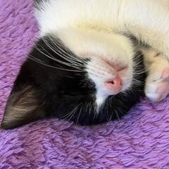 猫の集い