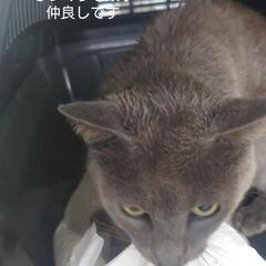 仲良しブルーソリッド兄弟その2　ブルーソリッド　オス　去勢…