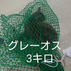 仲良しブルーソリッド兄弟その2　ブルーソリッド　オス　去勢手術しました - 里親募集