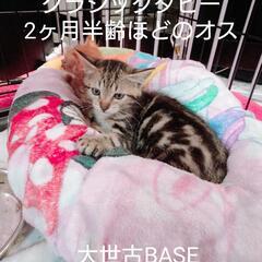ブラウンクラシックタビー　オス　生後2ヶ月半ほど　体重95…