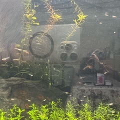 こじこじさん専用 メダカの稚魚