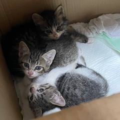 生後1ヶ月の元気な子猫2匹
