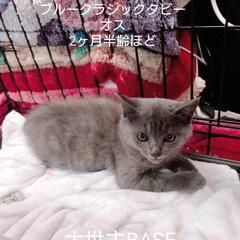 ブルークラシックタビー　オス　慣らし中