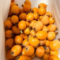 昨日夕方収穫分1キロ無農薬びわ