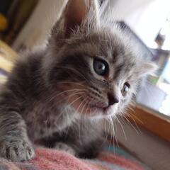 仔猫の相談室Vita里親募集(59)