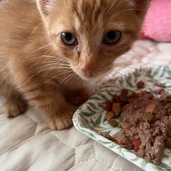 野良が産みました。近所からの苦情があり募集致します。 - 猫