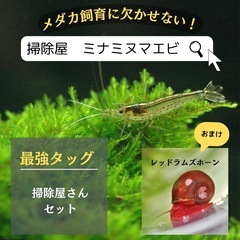 2025⑥ミナミヌマエビ 30匹
