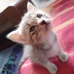 仔猫の相談室Vita里親募集(60)