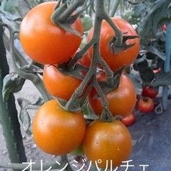 【もうすぐ果実！トマト苗】大葉苗サービスします