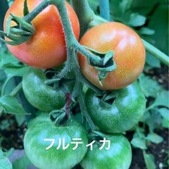 【トマト苗：フルティカ】大葉苗サービスします
