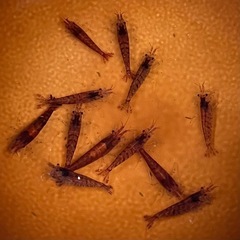 ミナミヌマエビ【赤系】10匹の画像