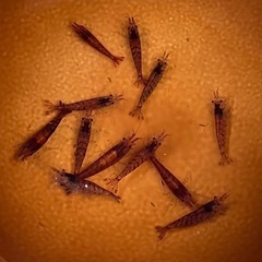 ミナミヌマエビ【赤系】10匹の画像