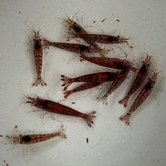 ミナミヌマエビ【赤系】10匹の画像