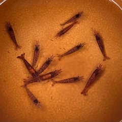 ミナミヌマエビ【赤系】10匹
