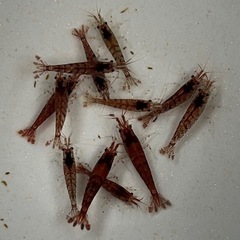 ミナミヌマエビ【赤系】10匹の画像