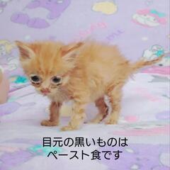 レッドマッカレルタビー　メス　瀕死でしたが山場を超えて元気…