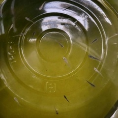 メダカ【フロマージュ】稚魚幼魚 5匹
