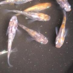 メダカ 3色斑ラメの稚魚20匹の画像