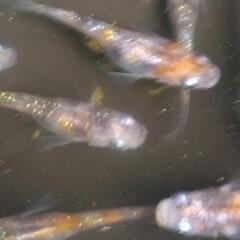 メダカ 3色斑ラメの稚魚20匹の画像