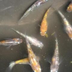 メダカ 3色斑ラメの稚魚20匹の画像