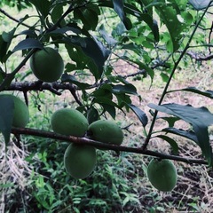 70年前くらいに植えた南高梅の青ウメ🌴1kg700円😀無消毒です...