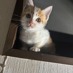 子猫の里親様を探しています