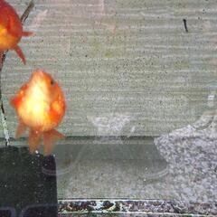 ピンポンパールの画像