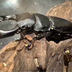 【国産オオクワガタ】アンバランス血統ピューマの画像