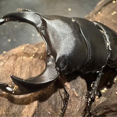 【国産オオクワガタ】アンバランス血統ピューマの画像