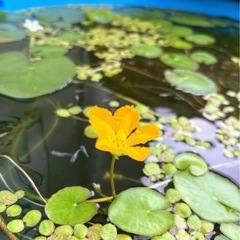 値下げ✨　ビオトープ　メダカ飼育に　アサザ　【水草】の画像